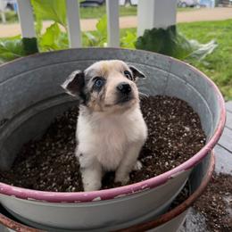 Tito's - Blue merle female Australian Shepherd puppy in Ridgeville, Indiana from McCord’s Standard Aussies