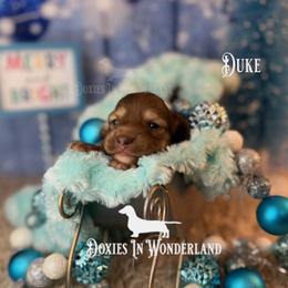 Duke - Cream male Dachshund puppy in Rainier, Oregon from Doxies in Wonderland