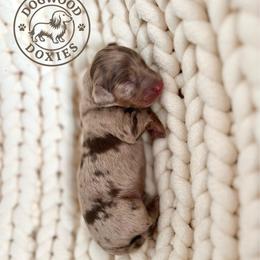 Coffee - Dapple male Dachshund puppy in Monroe, North Carolina from Dogwood Doxies