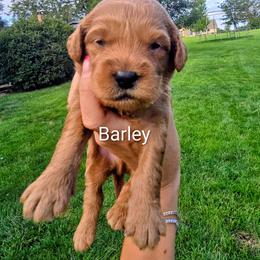 Barley - Red  male Goldendoodle puppy in Red Oak, Iowa from Fisher Pups-Stay Golden with a Doodle