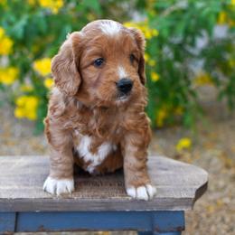 Bernedoodle and Goldendoodle Puppies from Sun Valley Goldendoodles
