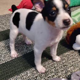 Rat Terrier Puppies from Country Rat Terriers
