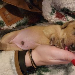 Boy 1 - Cream Dachshund puppy in Salem, Oregon from Queen’s  Family Dachshunds