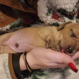 Boy 1 - Cream Dachshund puppy in Salem, Oregon from Queen’s  Family Dachshunds
