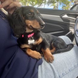 Boxer and Dachshund All Grown Up from Bella Familia Puppies