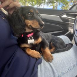 Boxer and Dachshund All Grown Up from Bella Familia Puppies