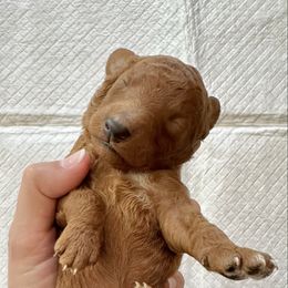 Male 2 - Apricot male Goldendoodle puppy in Brooksville, Florida from Kruger Doodles