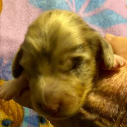 SCOTTY MALE REGISTERED FULL RIGHTS - Dapple male Dachshund puppy in Elizabethtown, Kentucky from Teeny Tiny Puppy Tails