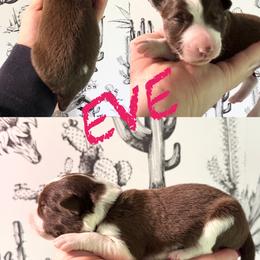 Eve - Red female Border Collie puppy in Sanger, California from Flying M Cactus Ranch Buddies