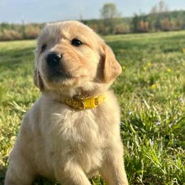 Merrigold - Light golden female Golden Retriever puppy in Doniphan, Missouri from Stockford’s Golden Retrievers