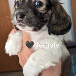 Girl 2 - Dachshund puppy in Homosassa, Florida from Foxies Doxies