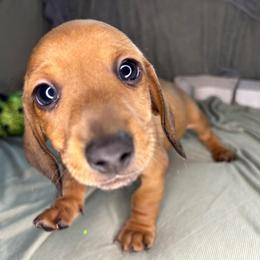 Goku - Red male Dachshund puppy in Park Hills, Missouri from Sugar Pop Dachshunds