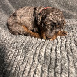 Boy 3 - male Bernedoodle puppy in Warfordsburg, Pennsylvania from Black Oak Forrest Doodles