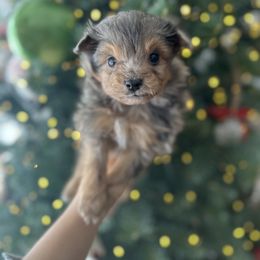Maverick - Blue merle male Aussiedoodle puppy in Kalamazoo, Michigan from Creekside Ranch