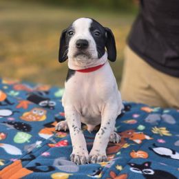 Red collar male - Black and white male Pointer puppy in New York from Bishop Kennels