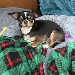 Cocoa Puff - Chihuahua