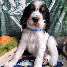 Gill - Black white and tan male English Springer Spaniel puppy in Grant, Michigan from Bedell's Riverdog Run