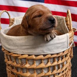 Boy 3 - Dark golden male Golden Retriever puppy in Angier, North Carolina from Howard's Retrievers
