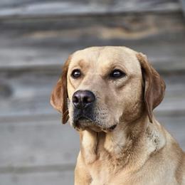 Willow - Labrador Retriever