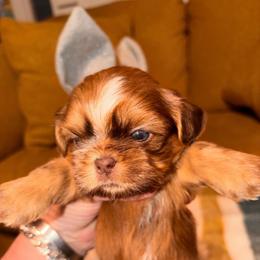 Arlo - Red and white male Shih Tzu puppy in Wilkesboro, North Carolina from Frannie and Annie Shih Tzu Babies