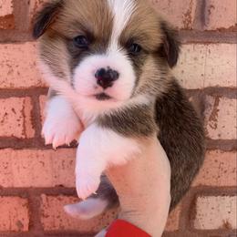 Snowflake - Red male Pembroke Welsh Corgi puppy in Cumming, Georgia from Carter’s Corgis LLC