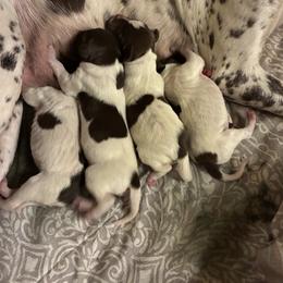 German Shorthaired Pointer puppies from Outback Kennels
