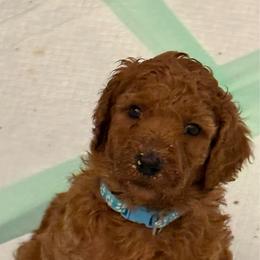 Blue former Burgandy - Red  female Poodle puppy in Keedysville, Maryland from Sunshine Red Standard Poodles