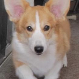 Luna - Pembroke Welsh Corgi