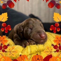 Boy 3 - Red and rust male Doberman Pinscher puppy in Neshkoro, Wisconsin from Sky’s Dobermans