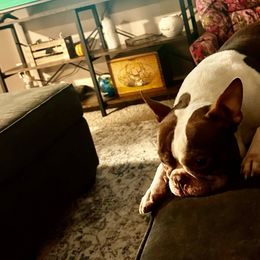 Zeus - Boston Terrier