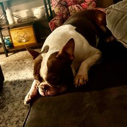 Zeus - Boston Terrier