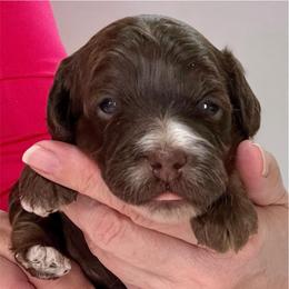 Grace Hope - Brown and tan female Cockapoo puppy in Mocksville, North Carolina from Little Bear Doodles