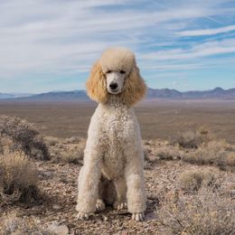 Pomeranian and Poodle All Grown Up from Mon Chéri Kennels