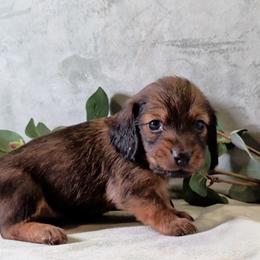 Girl 2 - Red female Dachshund puppy in Mt. Sterling, Illinois from Doxie Do's