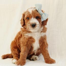Maximus - Red  male Goldendoodle puppy in Rio Linda, California from GoldendoodlePaw