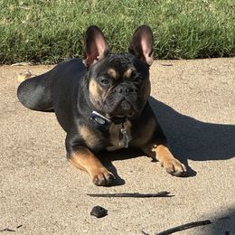 Sadie - French Bulldog