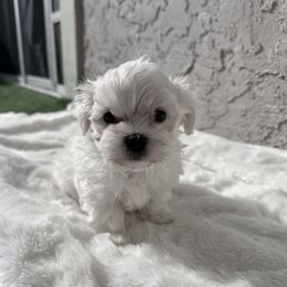Maltese Puppies from AKC Maltese California