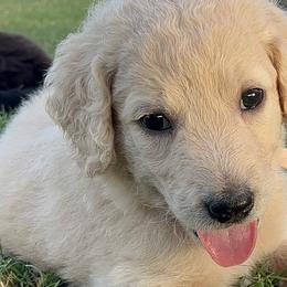 Piper - Cream Goldendoodle puppy in Davie, Florida from Puppieskiss