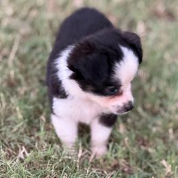 Tinkerbell - Black tri female Toy Australian Shepherd puppy in Ambrose, Georgia from Brandilyn's Aussies