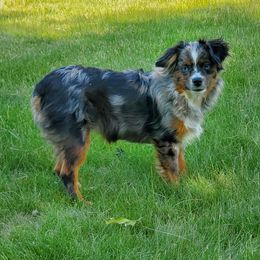 Miniature Australian Shepherds and Toy Australian Shepherds from J Bar M Toy and Mini Aussies