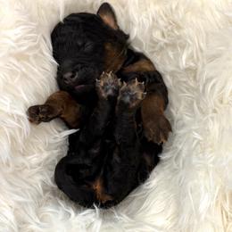 Creek - Phantom male Goldendoodle puppy in Spokane, Washington from Goldendoodles on the Prairie