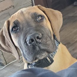 Boerboel Puppies from Standing Stone Boerboels