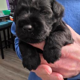 Girl 2 - Black female Miniature Schnauzer puppy in Fresno, California from Findell Kennel, LLC