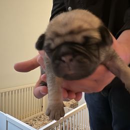 Dublin - Fawn male Pug puppy in Frisco, Texas from RD Pugs