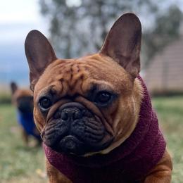 Roux - French Bulldog