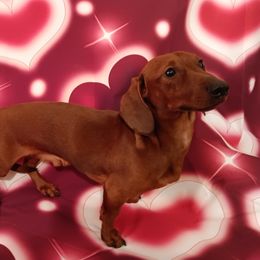 Little Larry - Dachshund