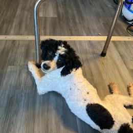 Oreo - Poodle