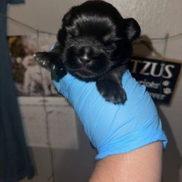 Sr. Oinks - Black and tan male Shih Tzu puppy in Madera Acres, California from California Shih Tzu’s