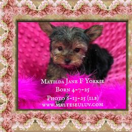 Maltilda Jane - Black and tan female Maltese puppy in Silverhill, Alabama from Malteseuluv’s Tiny Treasurers