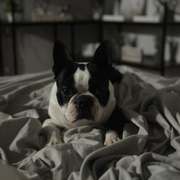 Poe - Boston Terrier